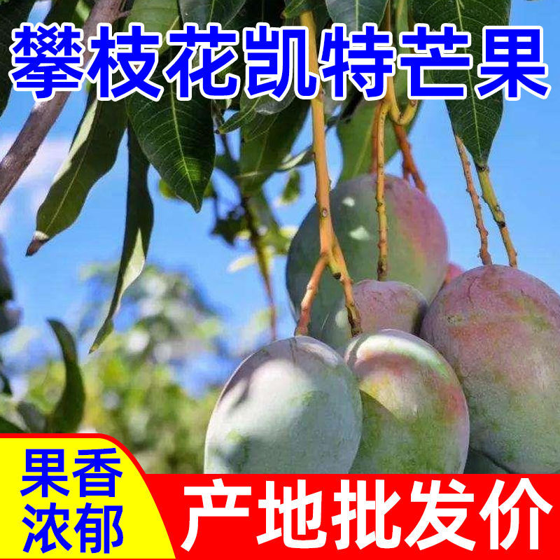 一件代发凯特芒果攀枝花超甜大青新鲜水果应季非金煌贵妃台农