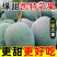 一件代发凯特芒果攀枝花超甜大青新鲜水果应季非金煌贵妃台农