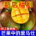 一件代发凯特芒果攀枝花超甜大青新鲜水果应季非金煌贵妃台农