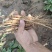 油牡丹苗药用牡丹赤芍苗规格齐全产地直销保湿邮寄