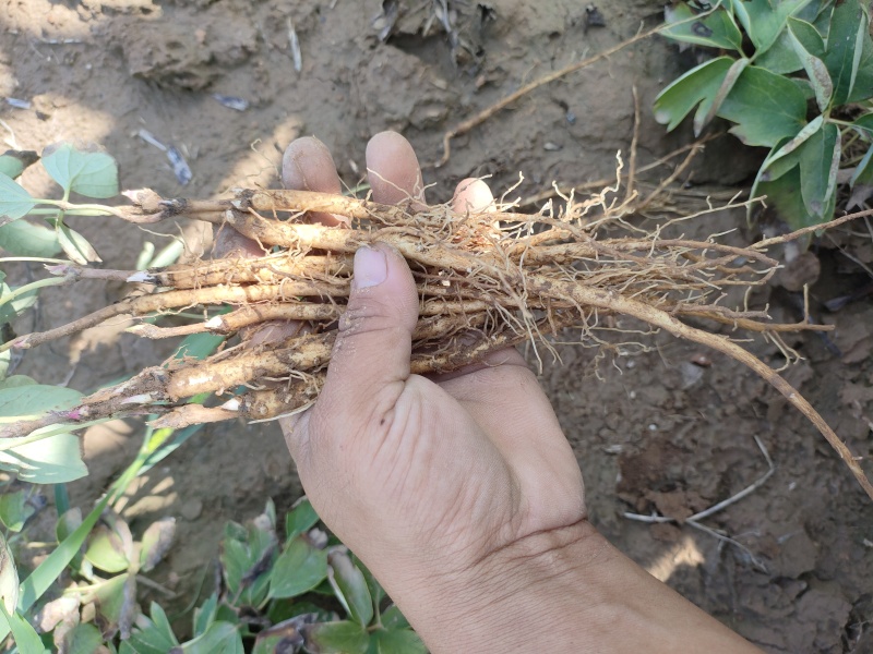 油牡丹苗药用牡丹赤芍苗规格齐全产地直销保湿邮寄