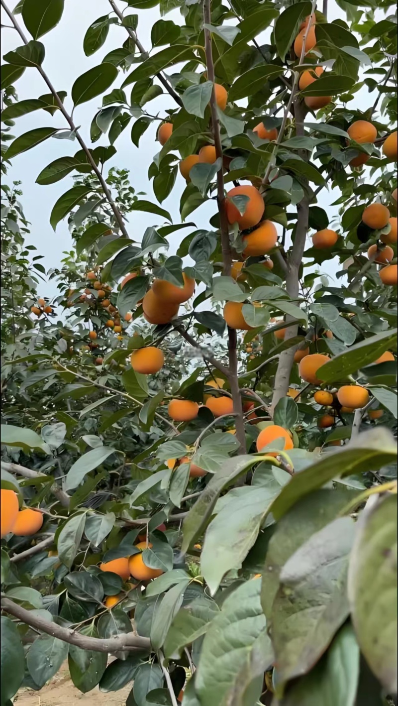 【推荐】山西柿子/阳丰甜脆柿/自家基地/整车发货