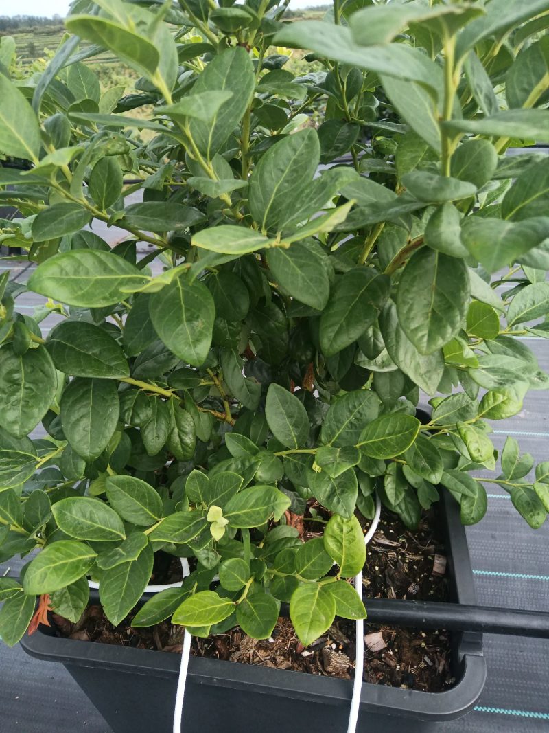 早熟大果绿宝石L杜克L11L25F6可提供技术指导