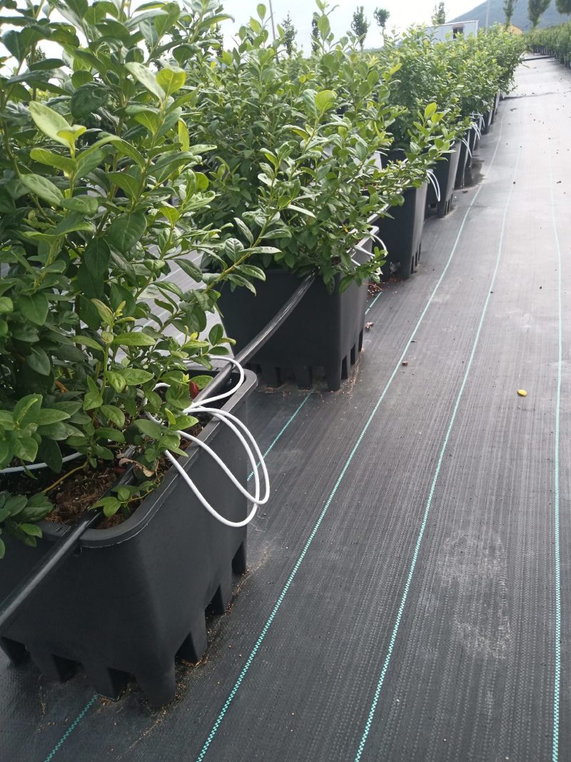 早熟大果绿宝石L杜克L11L25F6可提供技术指导
