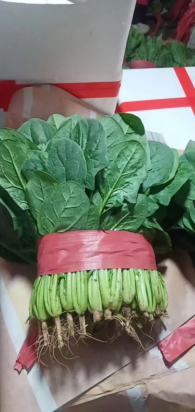 河北邯郸大叶菠菜大量上市产地直发量大从优欢迎来电咨询