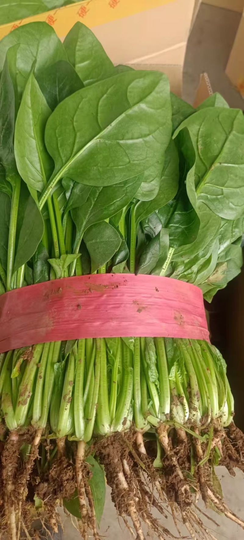 河北邯郸大叶菠菜大量上市产地直发量大从优欢迎来电咨询