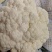 河北邯郸松花菜白面青梗松花菜大量供应价格美丽欢迎来电