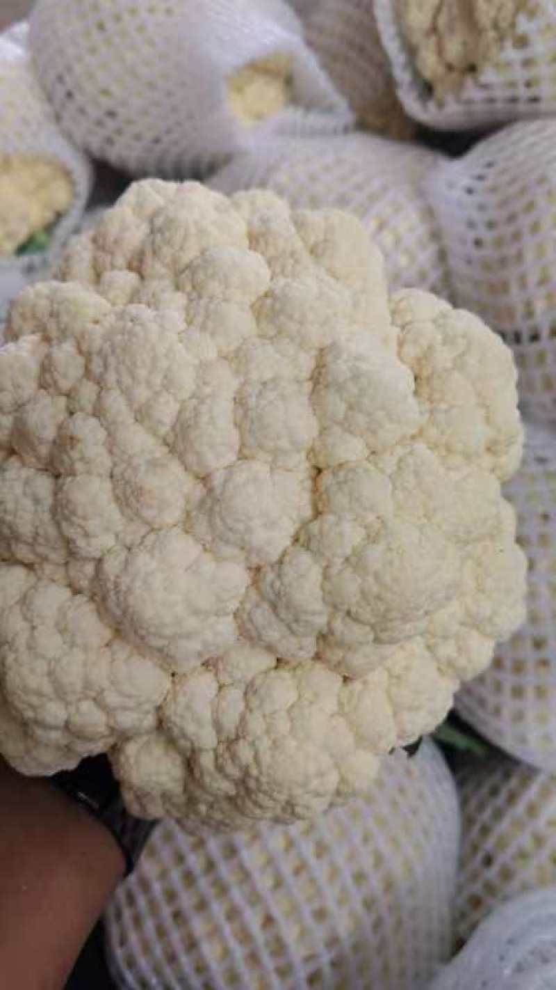 河北邯郸松花菜白面青梗松花菜大量供应价格美丽欢迎来电