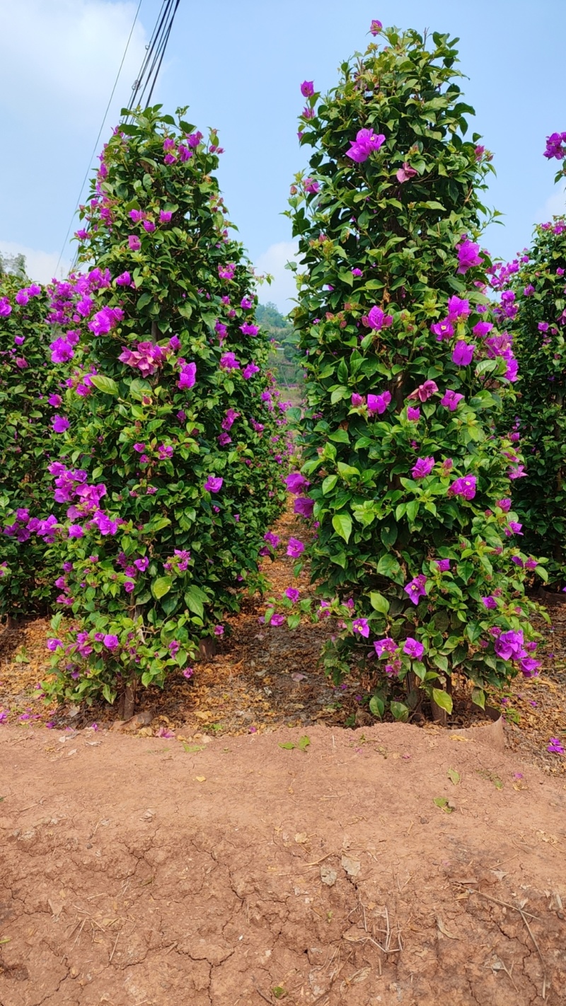 紫花桩头造型和桩子