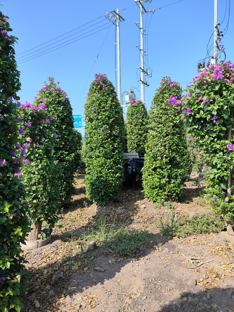 紫花桩头造型和桩子