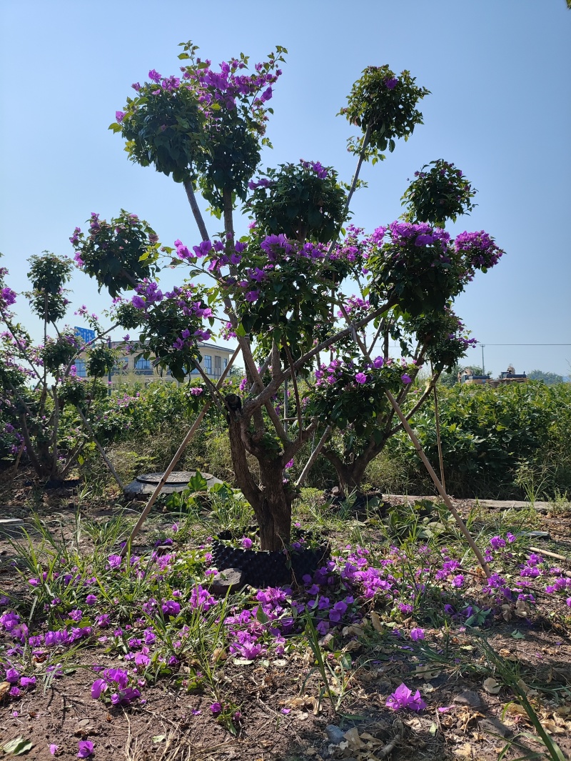 紫花桩头造型和桩子
