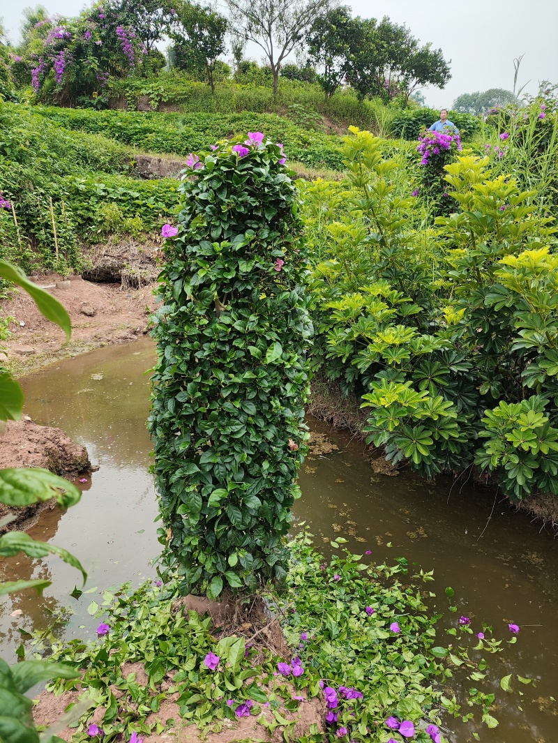 紫花桩头造型和桩子