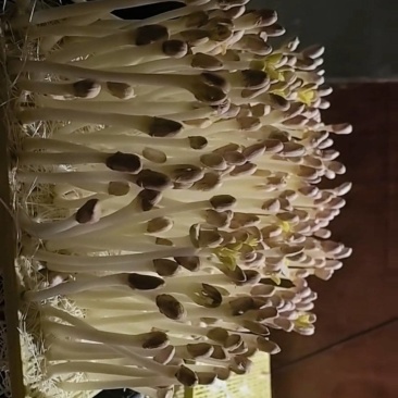 花生芽