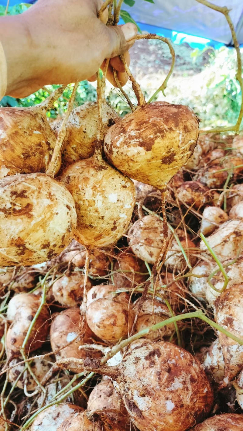冕宁里庄红土种的土瓜