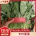 精品菠菜，大叶菠菜，大量上市，货源充足，邯郸产地直发