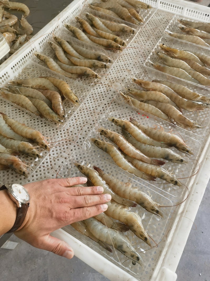 一斤12条大对虾，量大可谈