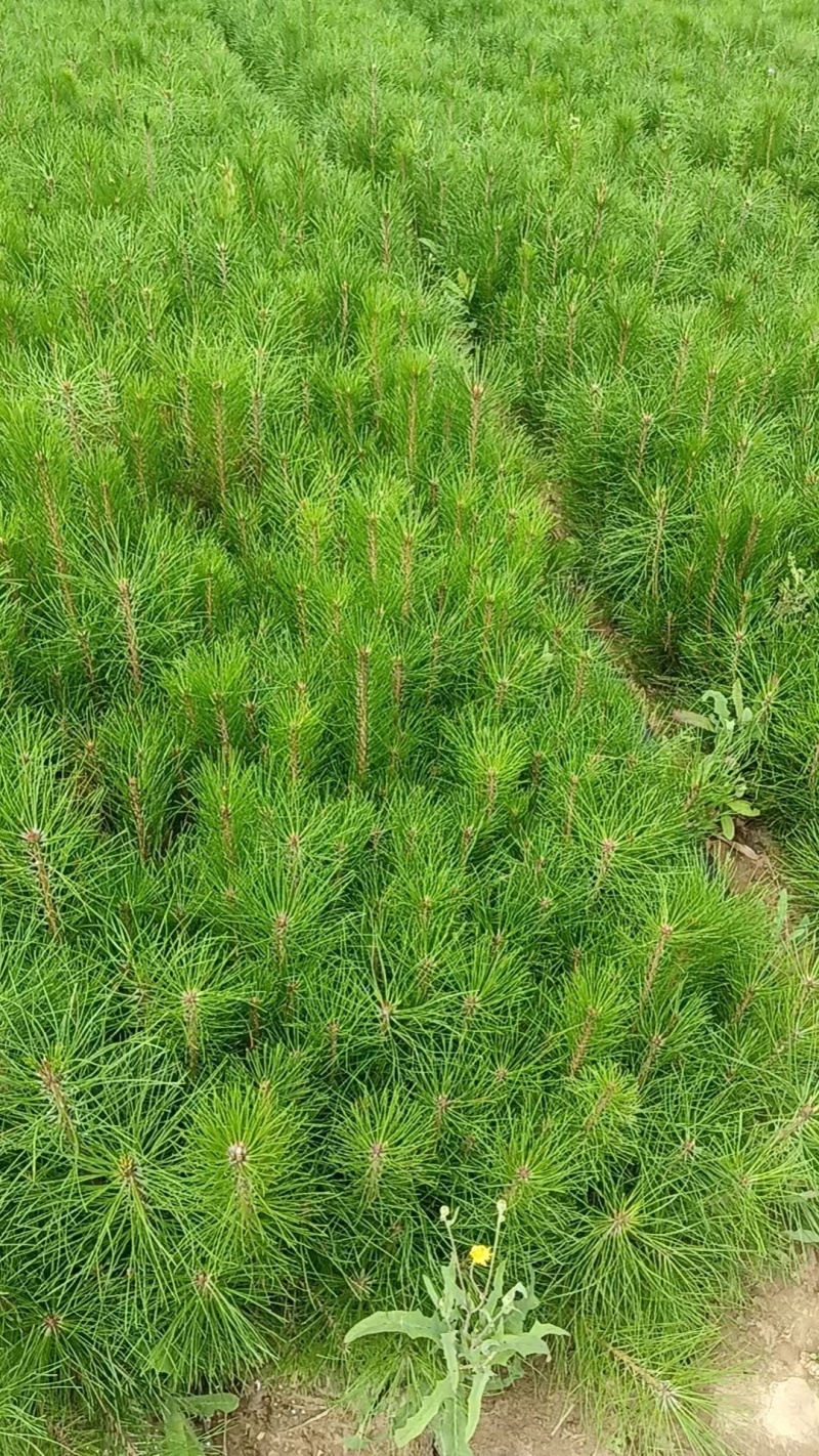 袋子油松苗