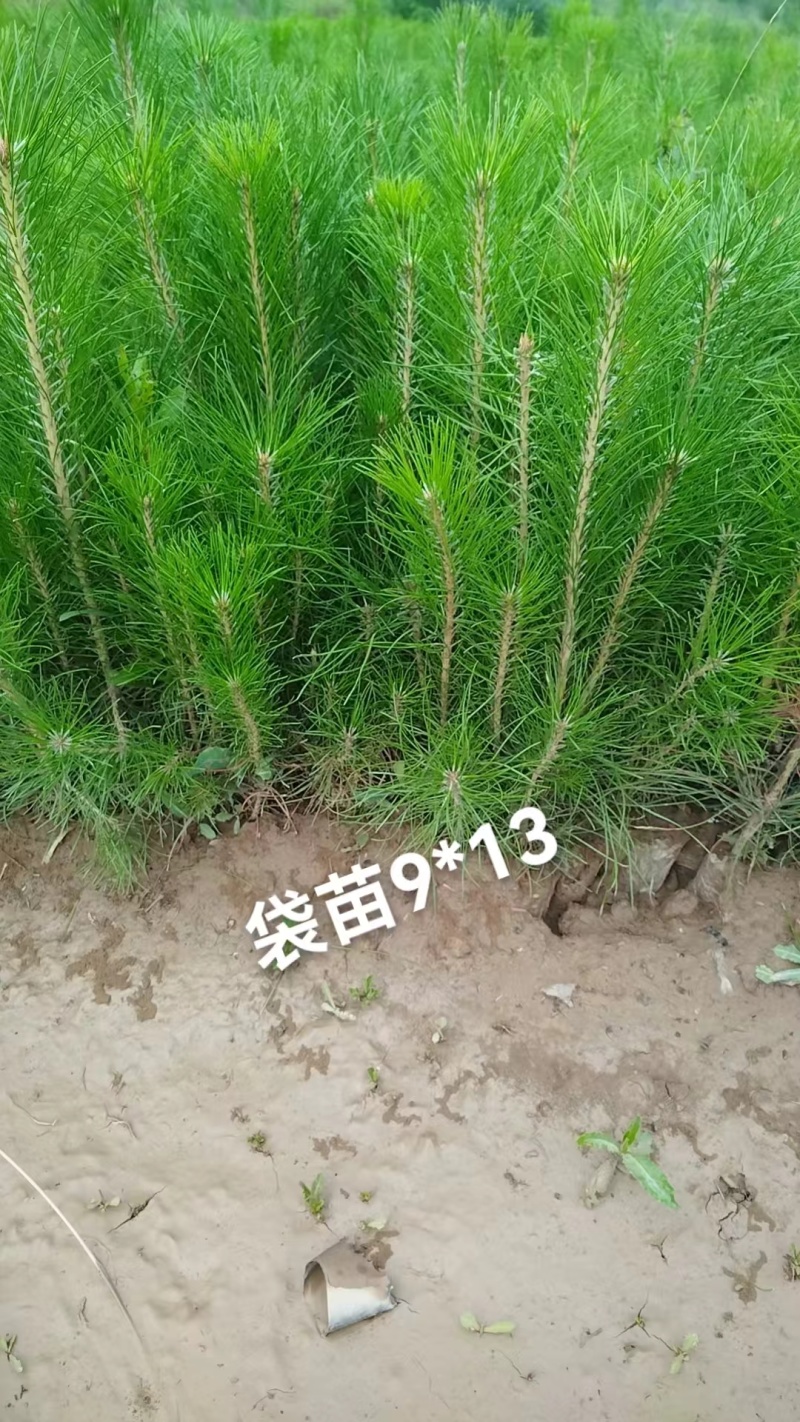 袋子油松苗