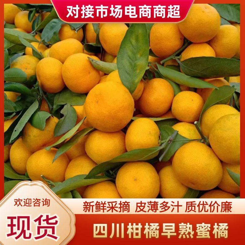 四川柑橘柑桔普早蜜橘皮薄汁多基地直销欢迎老板致电详谈