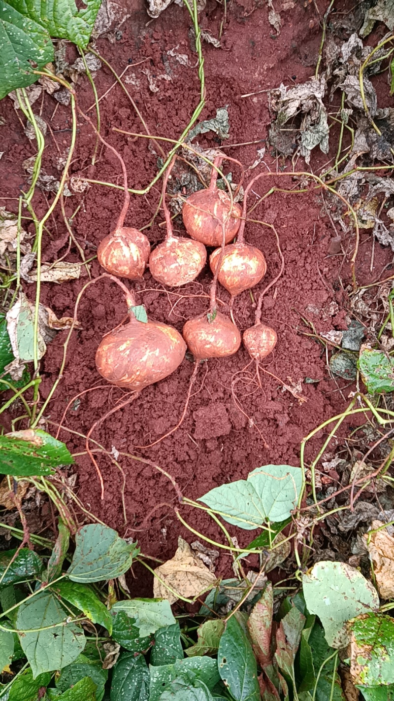 红土种的冕宁县里庄水果土瓜自己家的