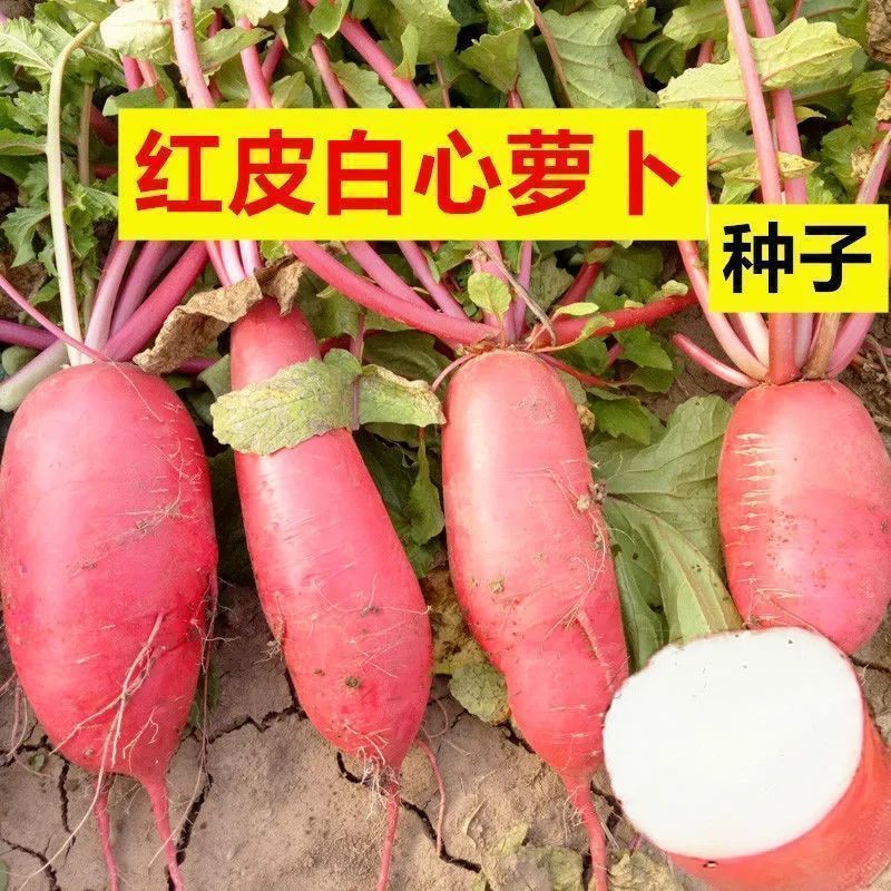 满身红大红袍萝卜种子红皮白心红萝卜种籽批发秋冬季田园蔬菜