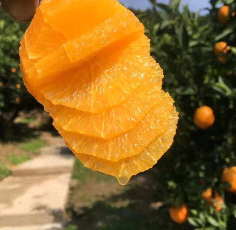 推荐精品橙子麻阳冰糖橙货源充足量大从优欢迎联系