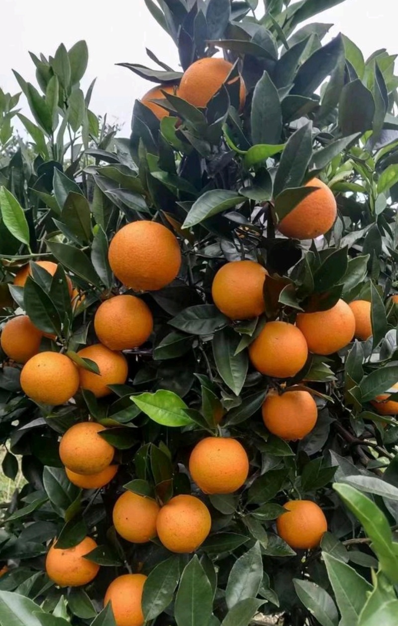 推荐精品橙子麻阳冰糖橙货源充足量大从优欢迎联系