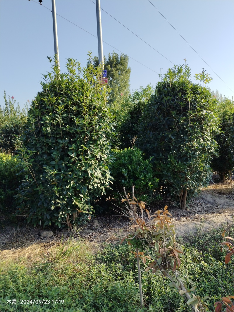 桂花球冠幅1米-2.5米量大