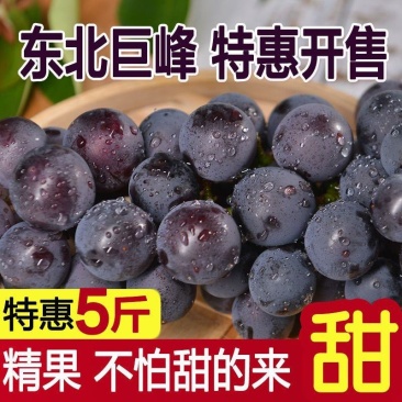 巨峰葡萄新鲜3斤/5斤东北农家大葡萄夏季水果包邮