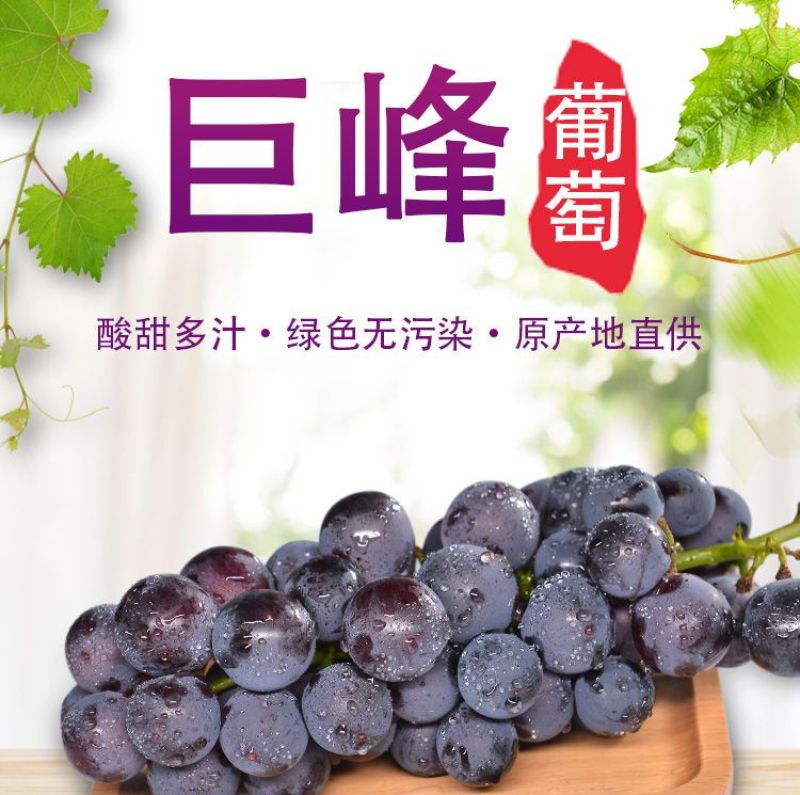 巨峰葡萄新鲜3斤/5斤东北农家大葡萄夏季水果包邮