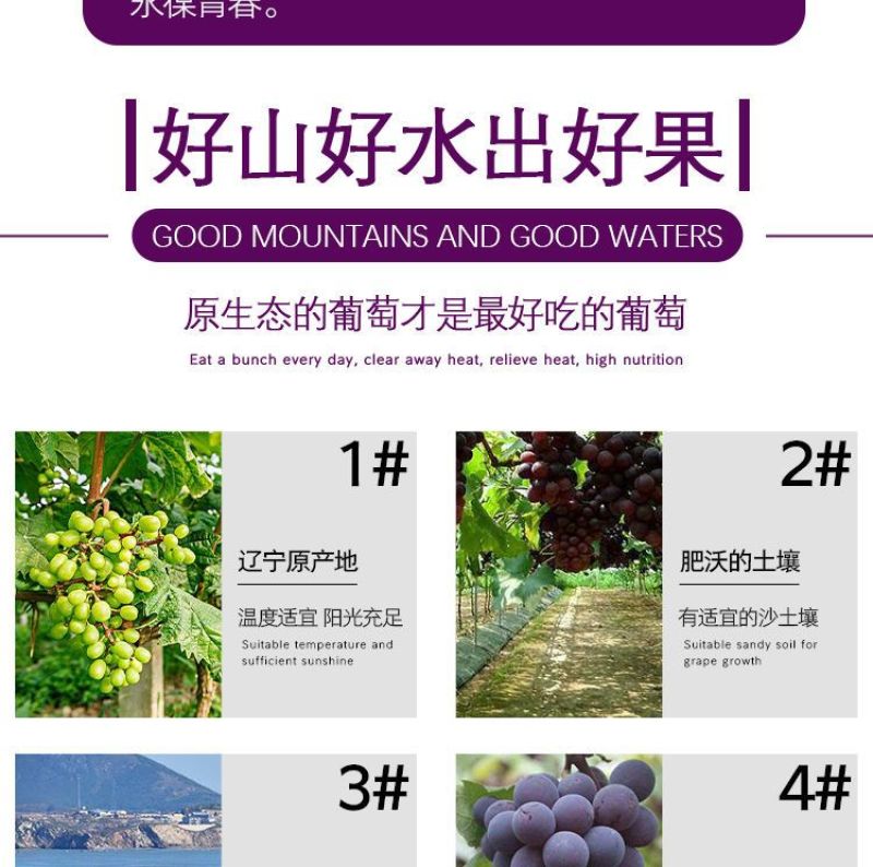 巨峰葡萄新鲜3斤/5斤东北农家大葡萄夏季水果包邮