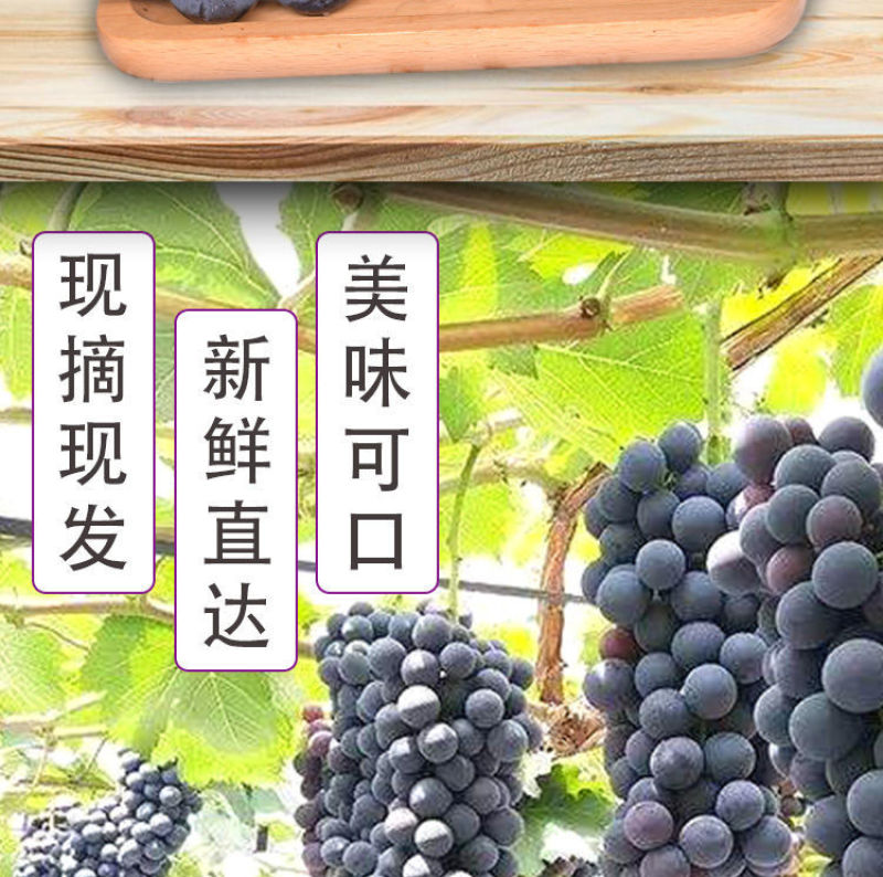 巨峰葡萄新鲜3斤/5斤东北农家大葡萄夏季水果包邮
