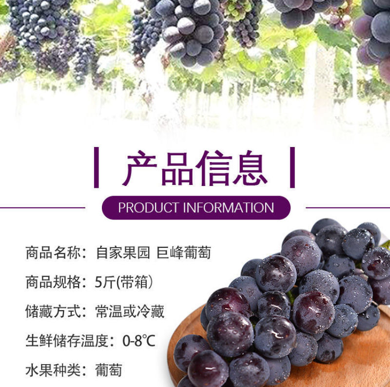 巨峰葡萄新鲜3斤/5斤东北农家大葡萄夏季水果包邮