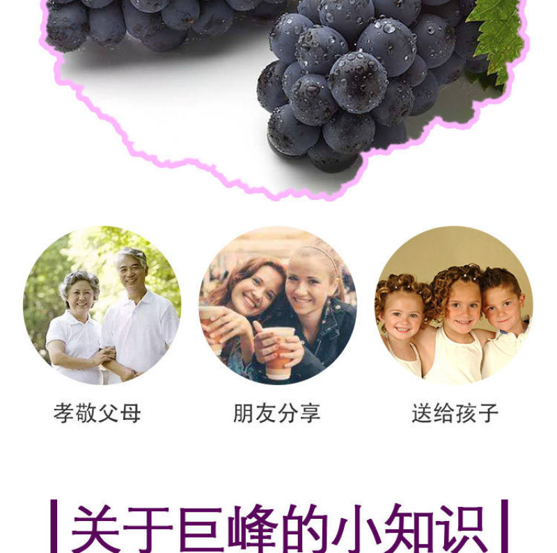 巨峰葡萄新鲜3斤/5斤东北农家大葡萄夏季水果包邮