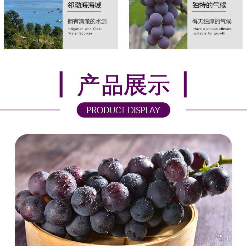巨峰葡萄新鲜3斤/5斤东北农家大葡萄夏季水果包邮