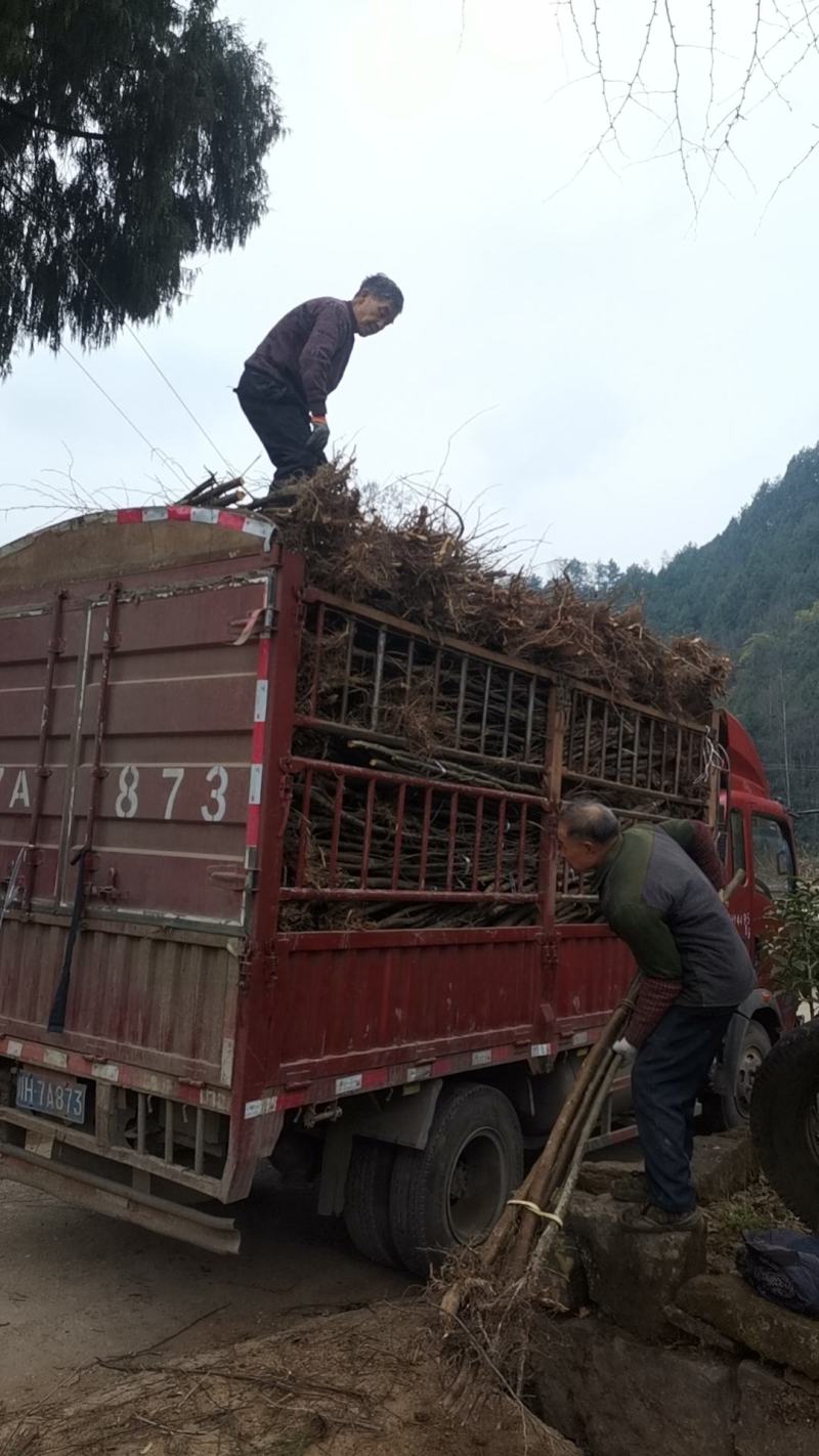 3至4分分桤木：又名水冬瓜