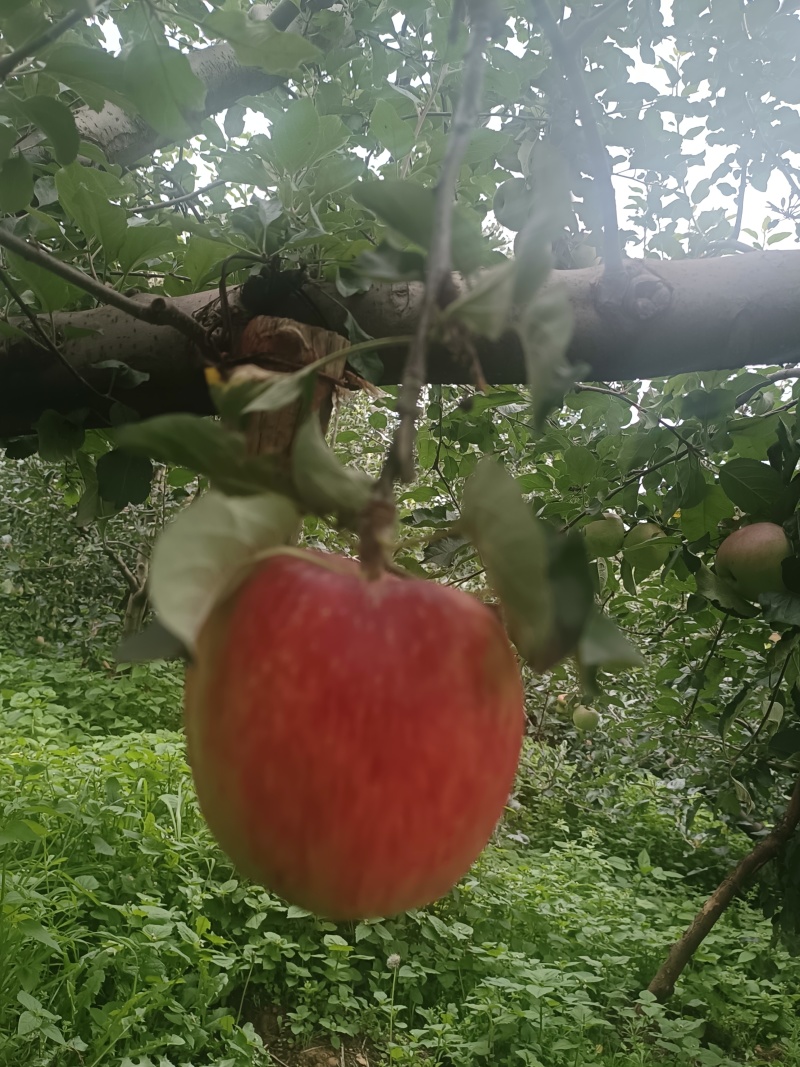 苹果