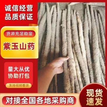 河南紫药/各种品种山药货源充足/对接电商超市
