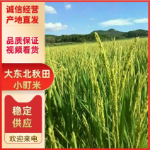 东北吉林大米秋田小町米（25年新米）适合饭店食堂一款大米