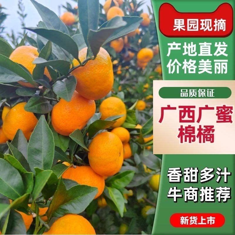 广西桂林蜜广（棉桔）臭橘对接市场商超电商等量大从优
