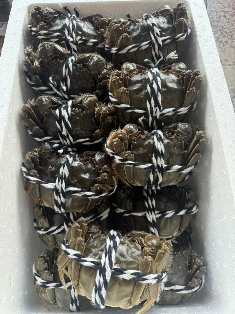 大闸蟹礼盒装新鲜供应视频看货规格种类齐全