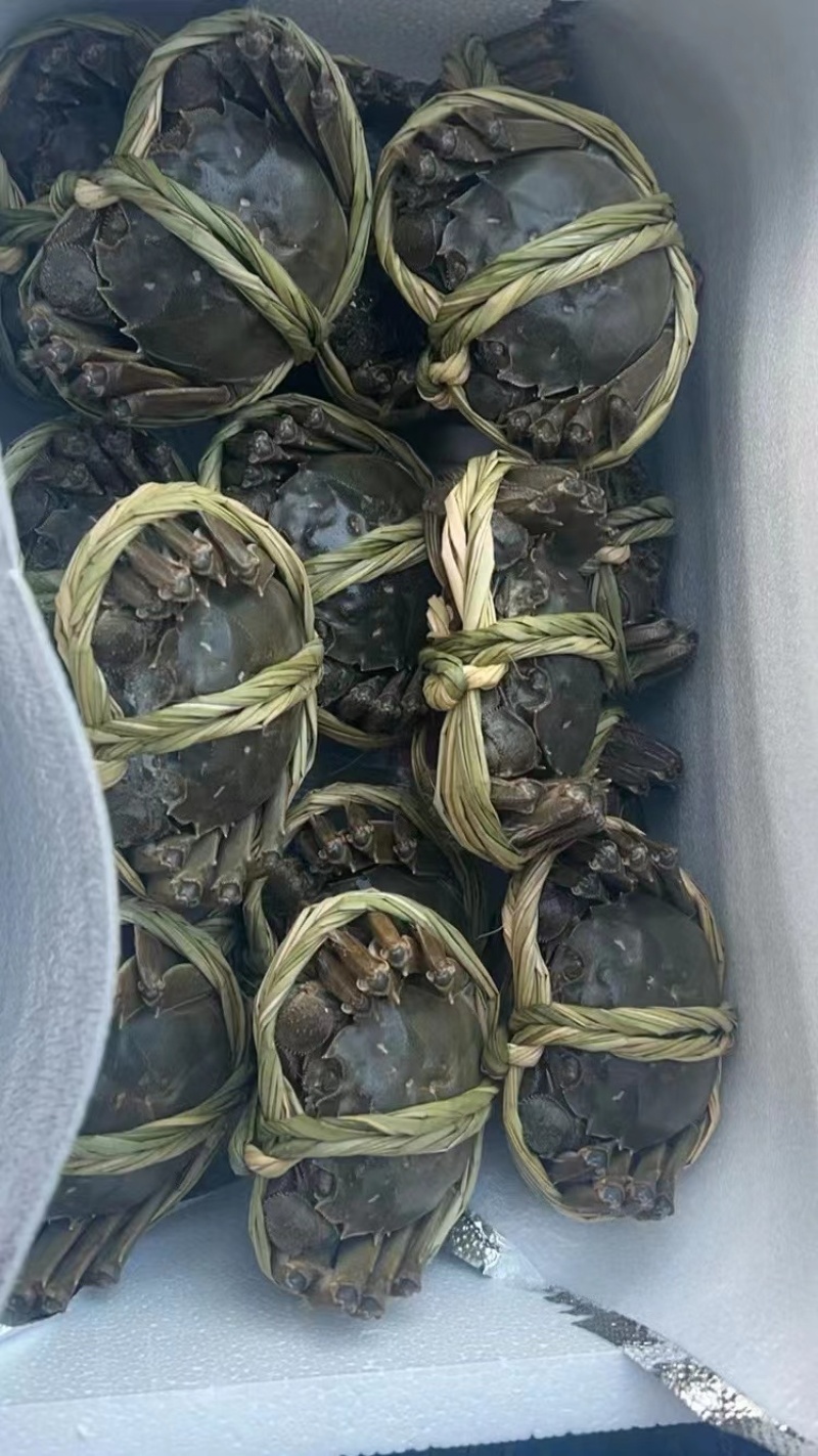 大闸蟹礼盒装新鲜供应视频看货规格种类齐全