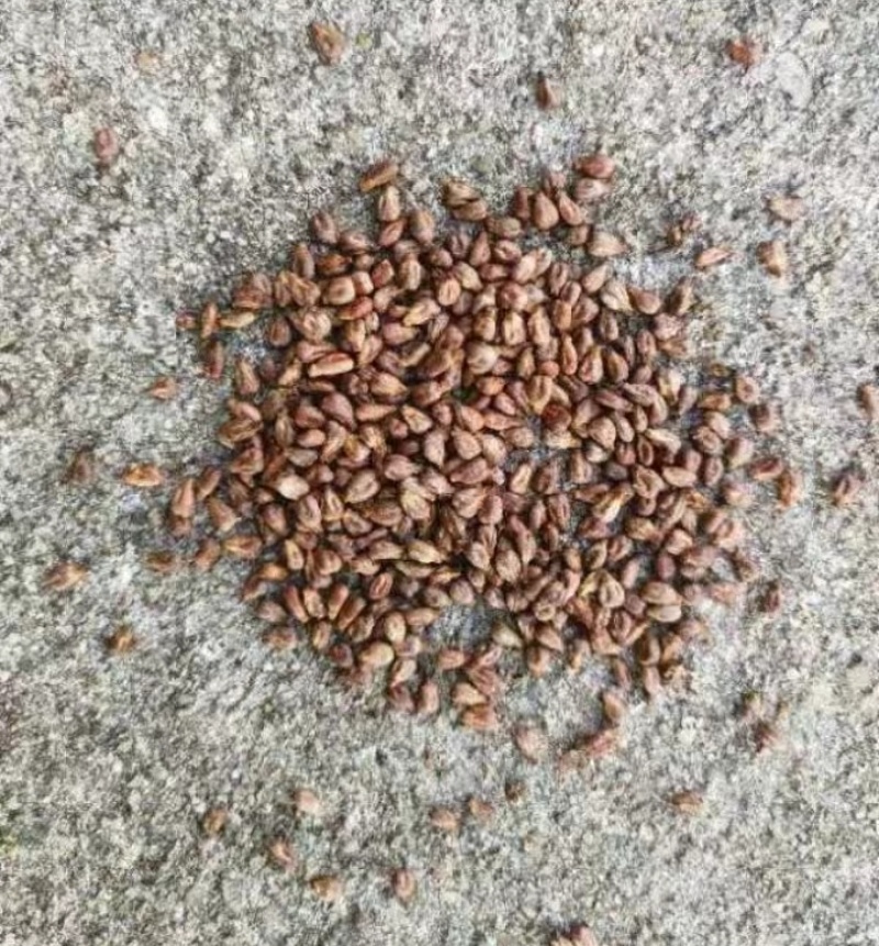 葡萄籽，精品葡萄籽/产地货源/经销商/市场/零售