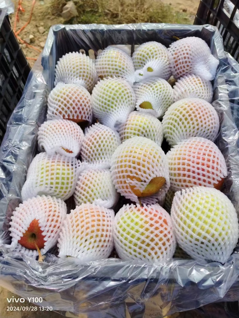 梨红梨红肖梨筐装规格45辽南本地品种，水份充足
