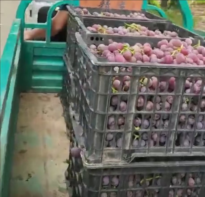 榨汁厂果汁厂专用葡萄