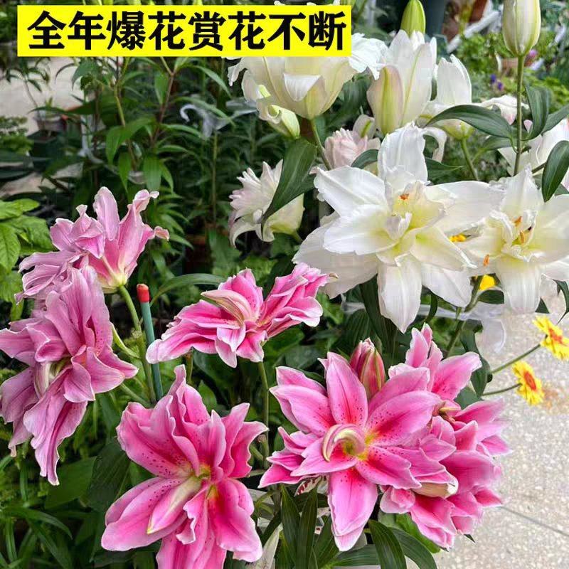 百合花种球进口带芽多头发货香水百合包品种包颜色对版