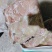 精碎肉，肉馅，纯干一级，货好，肥猪母猪，大厂货，东北沈阳