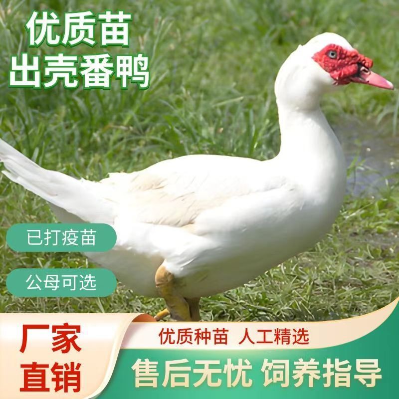 红脸白番鸭苗大种白番鸭厂家实力供货欢迎致电包技术指导
