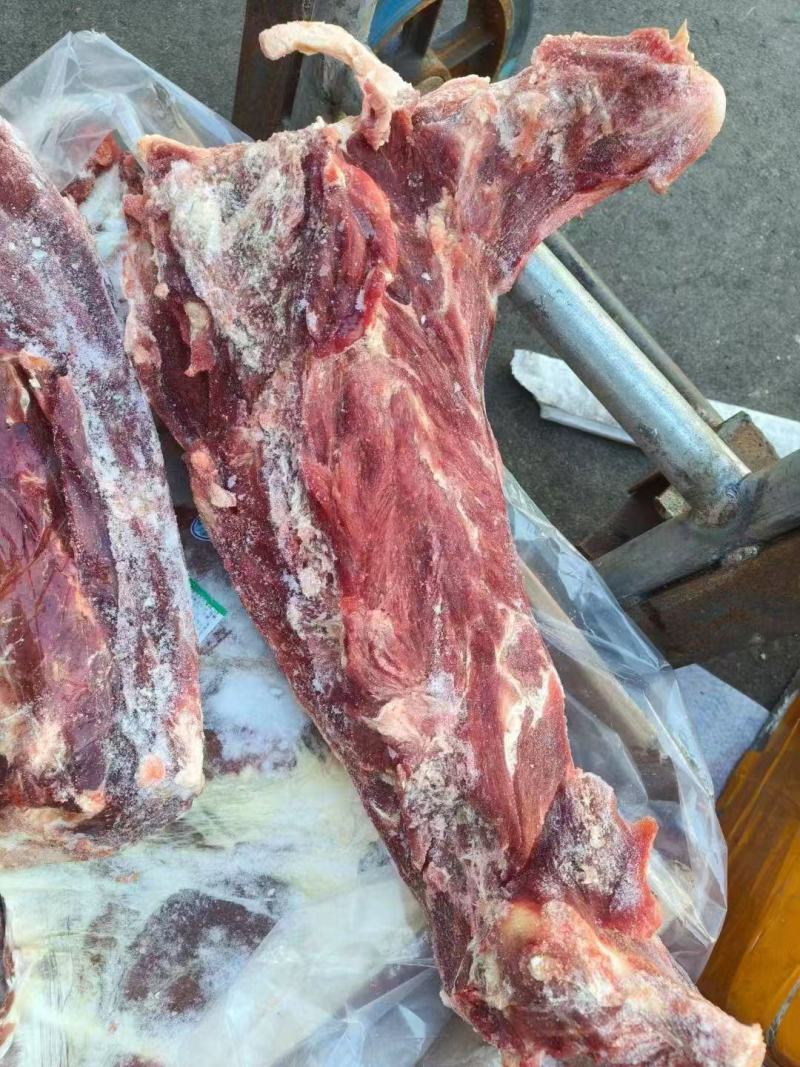 【推荐】正宗内蒙草原牛蝎子新鲜牛骨头量大从优欢迎选购