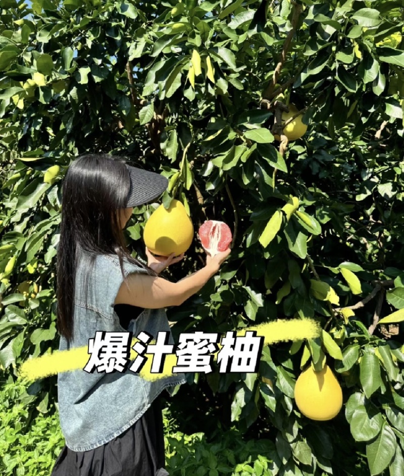 福建省漳州市平和县琯溪蜜柚红心三红白心柚子